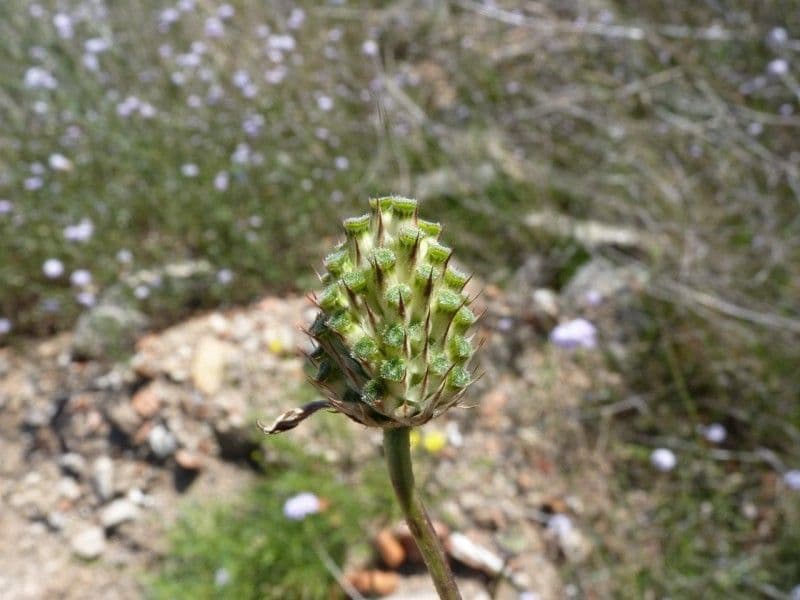Cephalaria transilvana