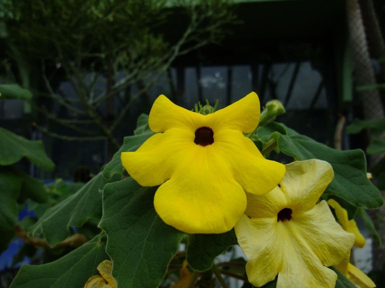 Uncarina 6