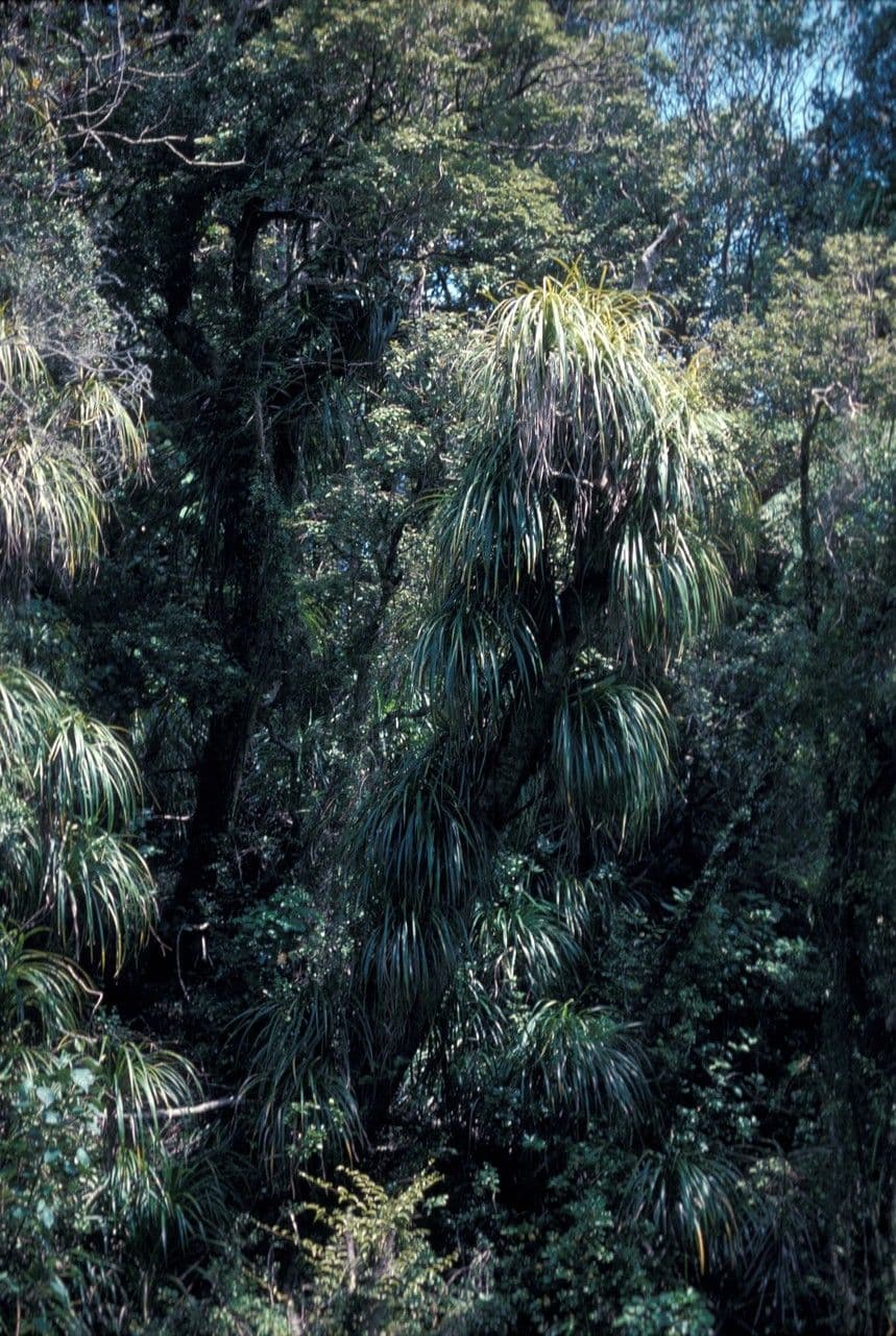 Freycinetia di Banks