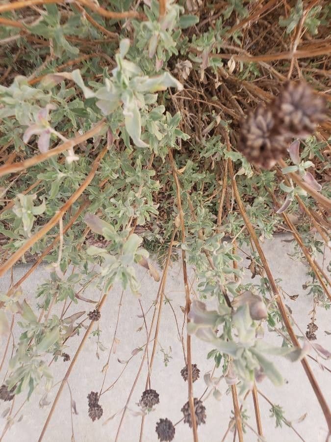 Salvia columbariae 16