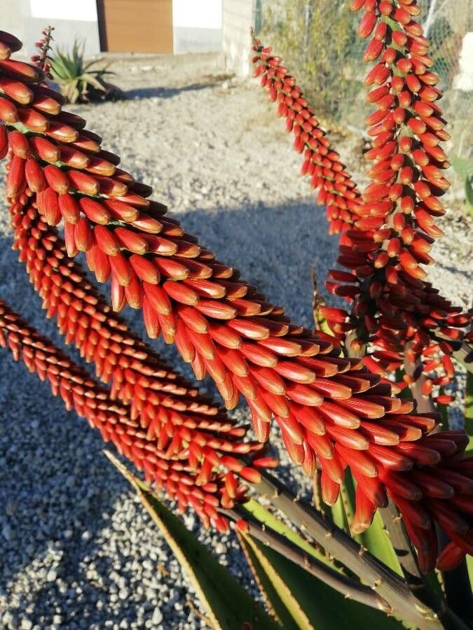 Aloe divá 3