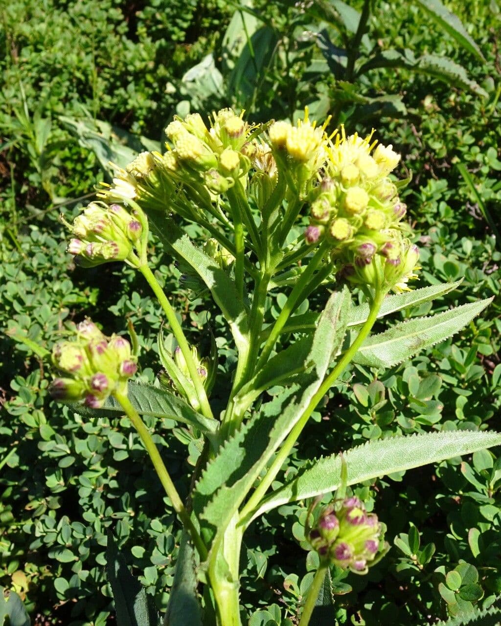 Senecio 5