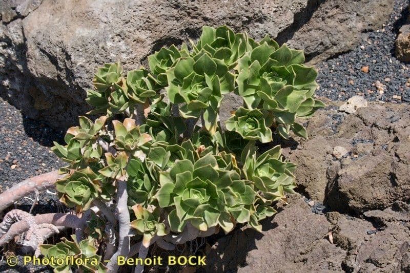 Aeonium 8