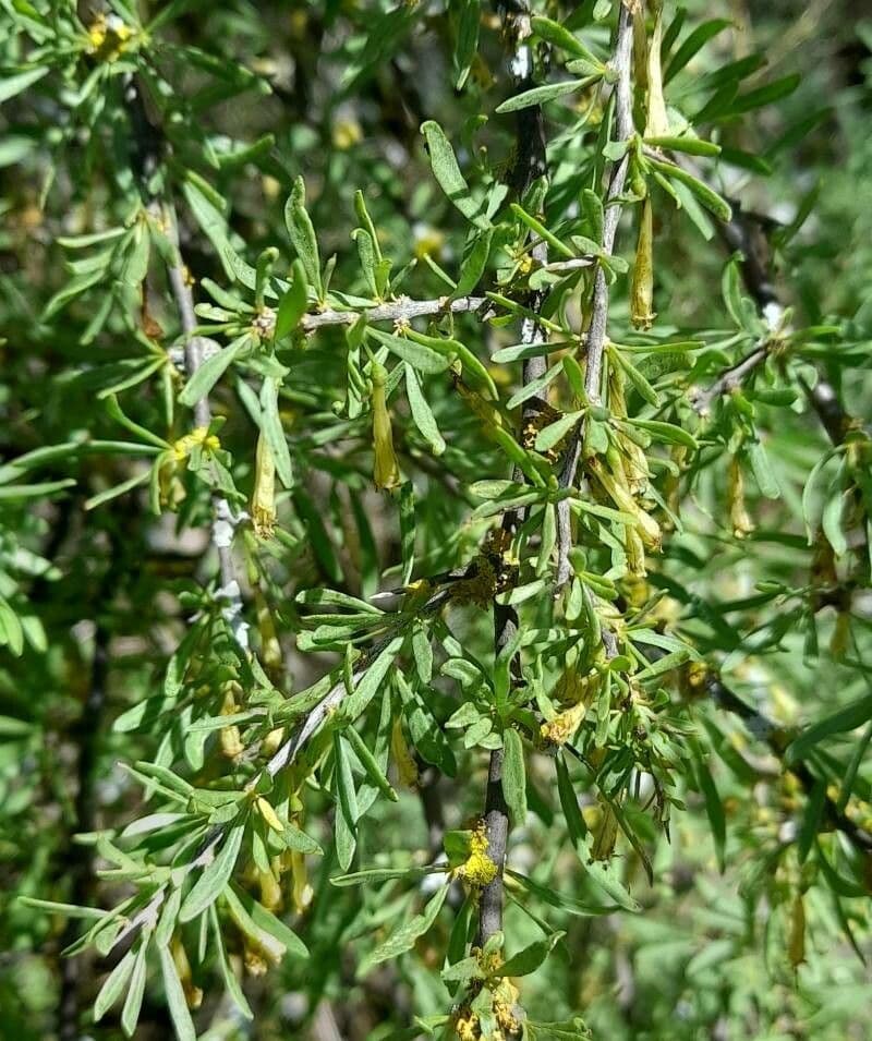 Licium 11