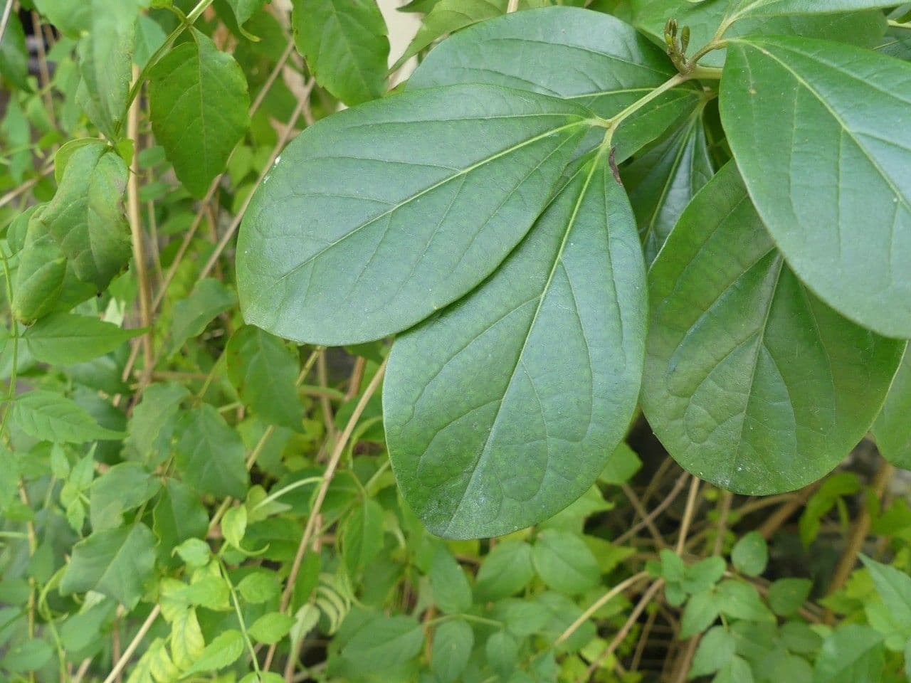 Bignonia magnifica 11