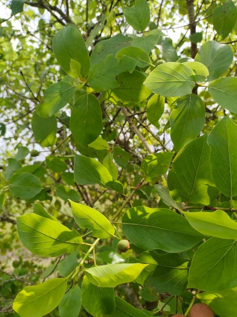 Mitragyna inermis 6