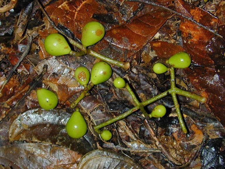 Meliosma