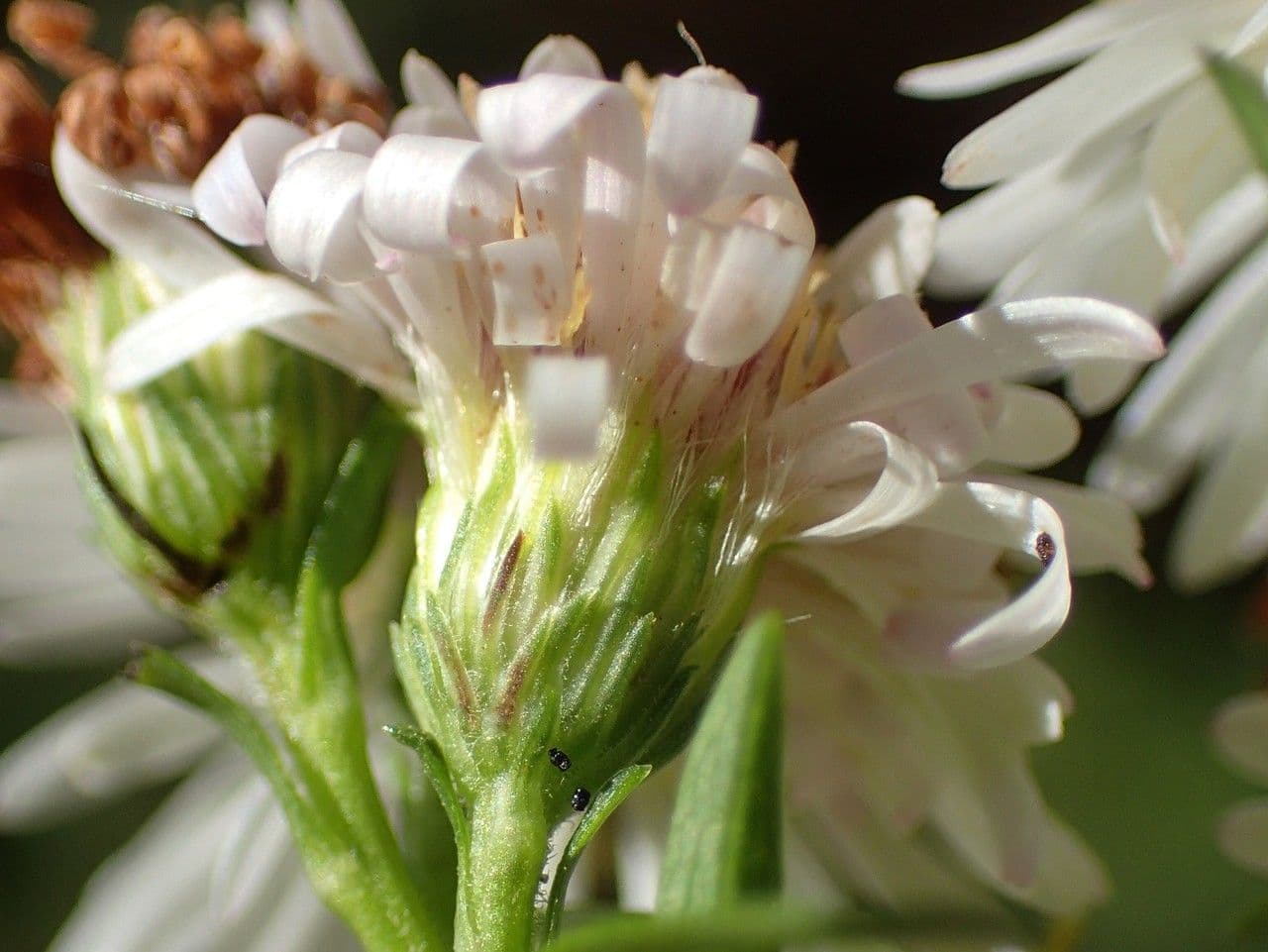 Bach-Herbstaster 5