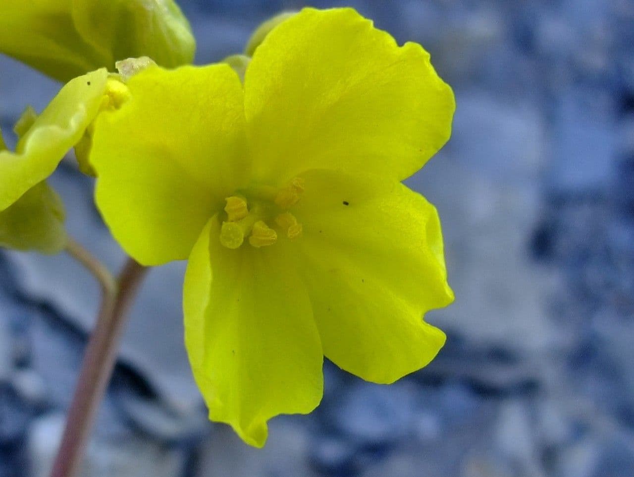 Brassica repanda 7
