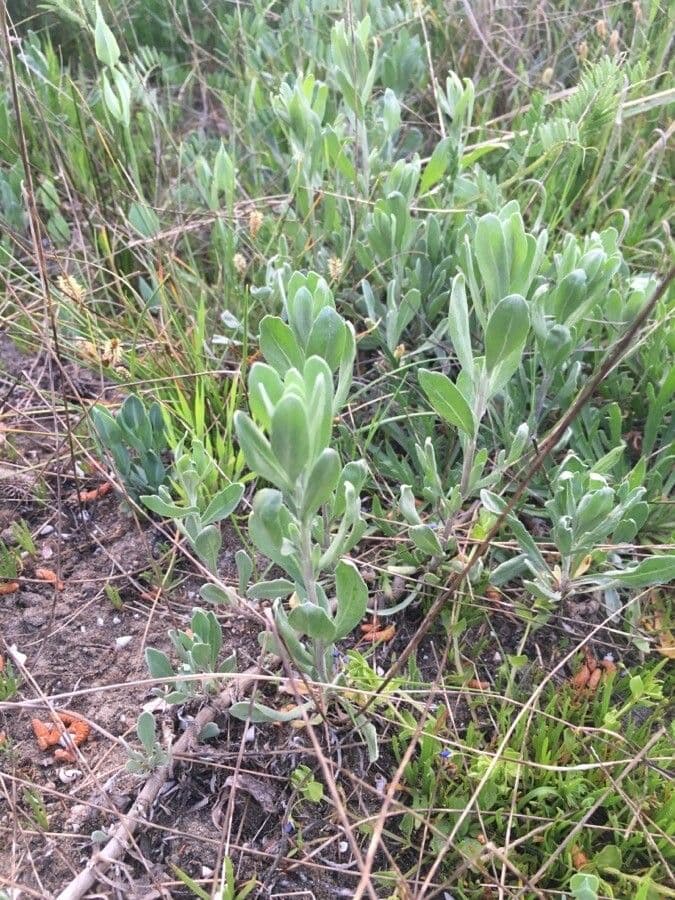 Porcellana di mare 5