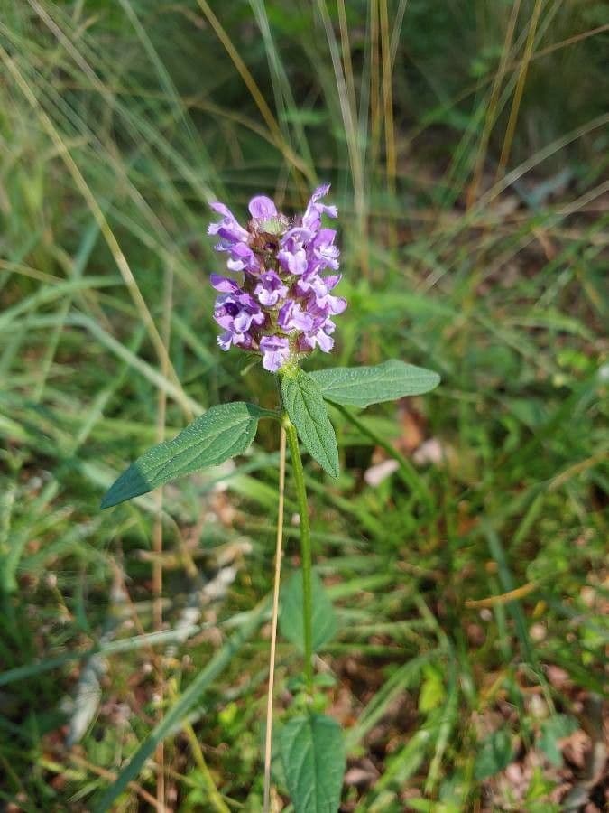 Texas sandmint