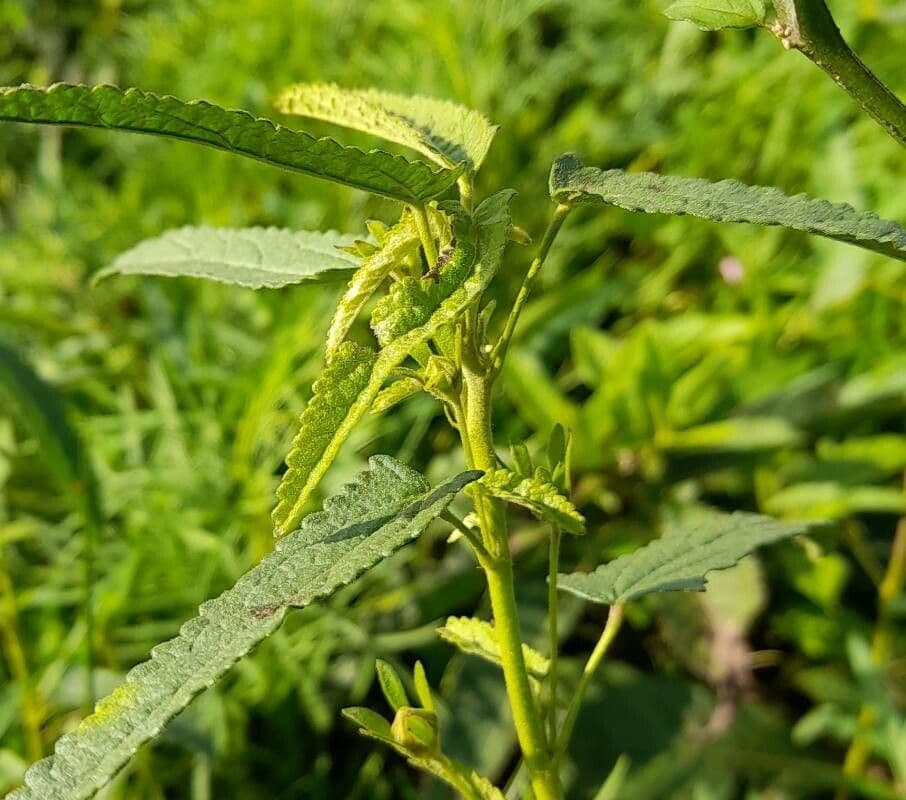 Pavonia hastata 16