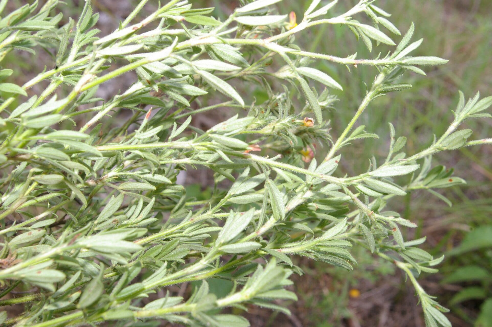 Stylosanthes 9