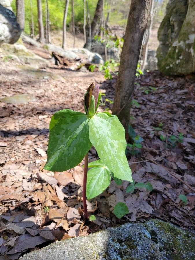 Trillium maculé 5