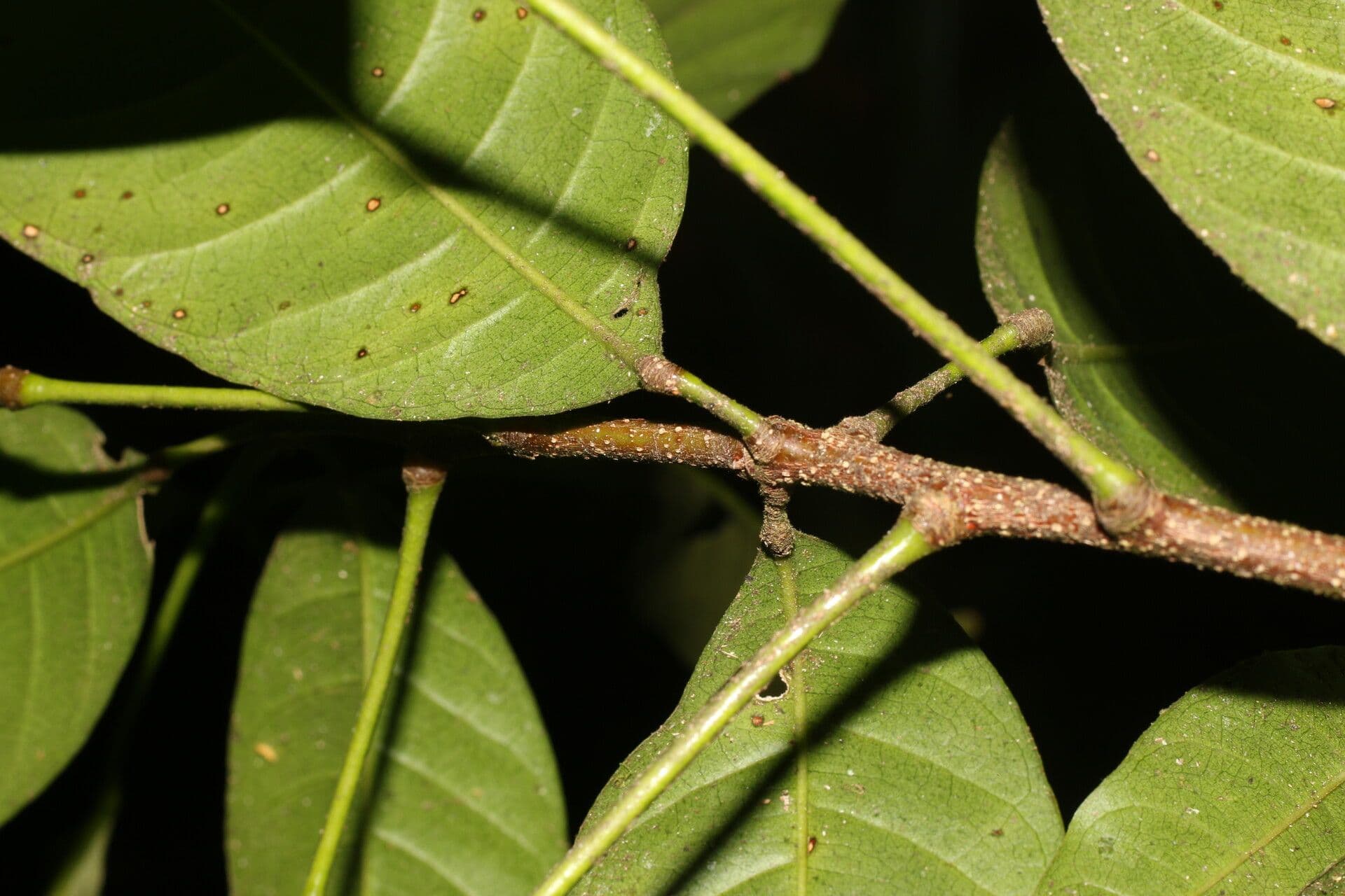 Conchocarpus 16