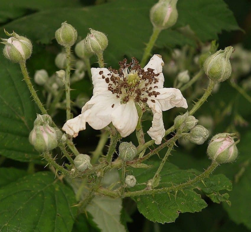 Bereifte Brombeere 8