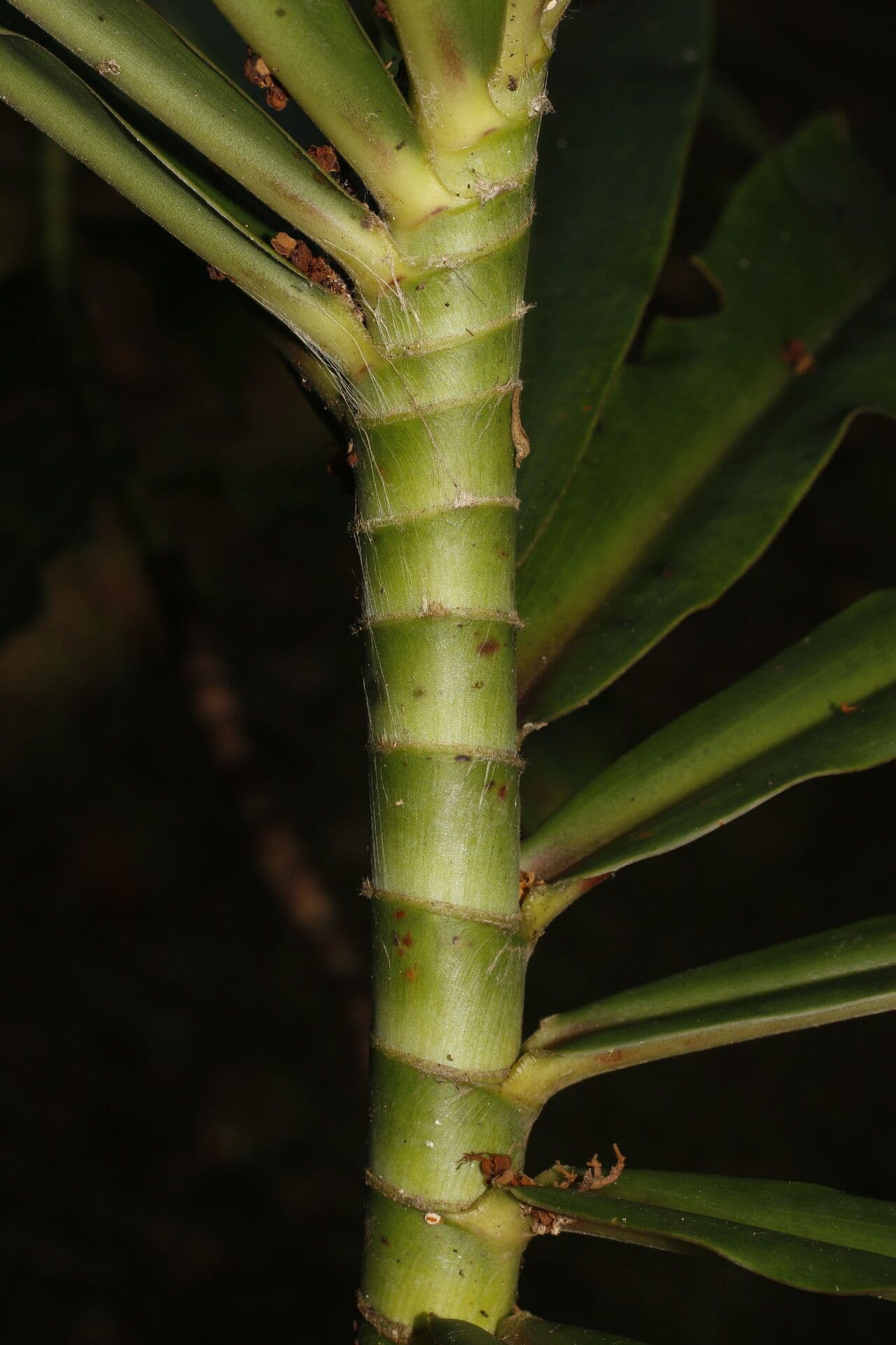 Dimerocostus 7