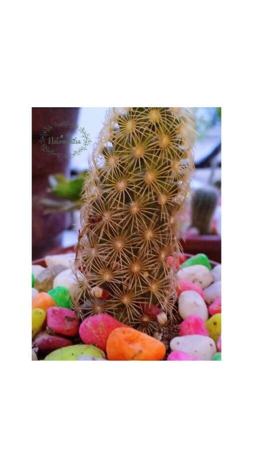 Cactus stella dorata 28