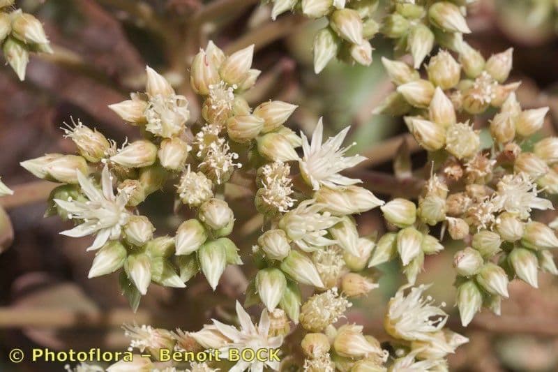 Aeonium 3