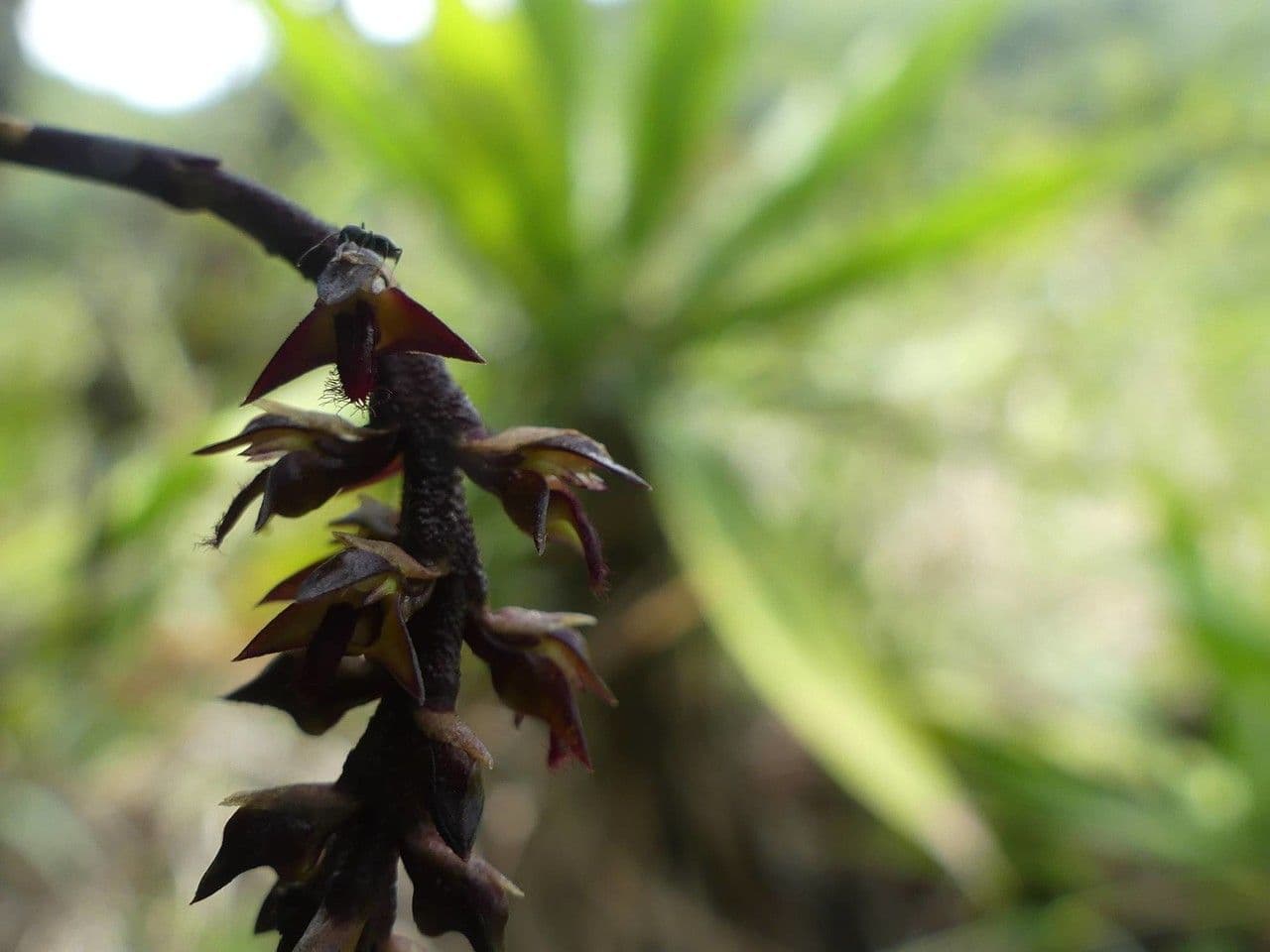 Bulbophyllum 5