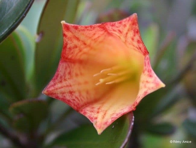Thiollierea 5
