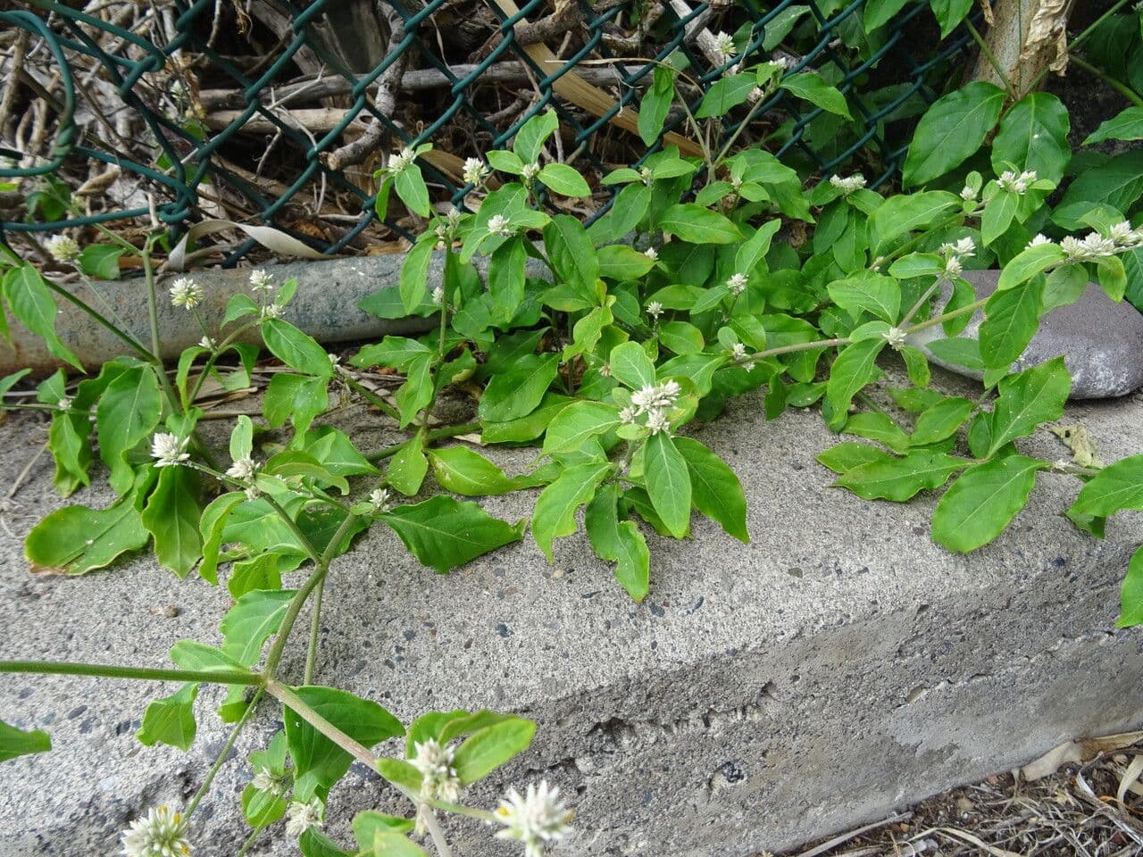 Yellow joyweed 7