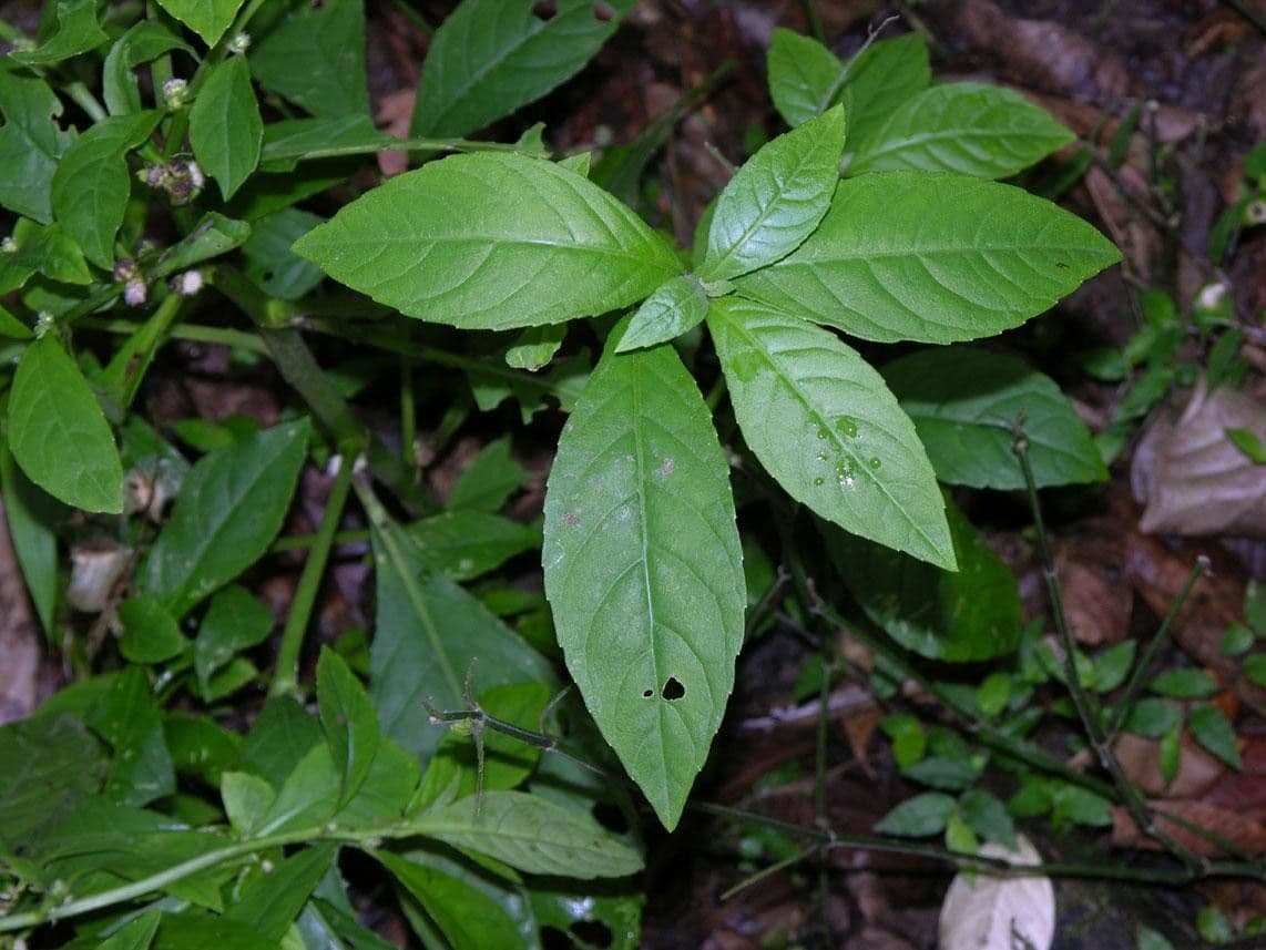 Struchium 15