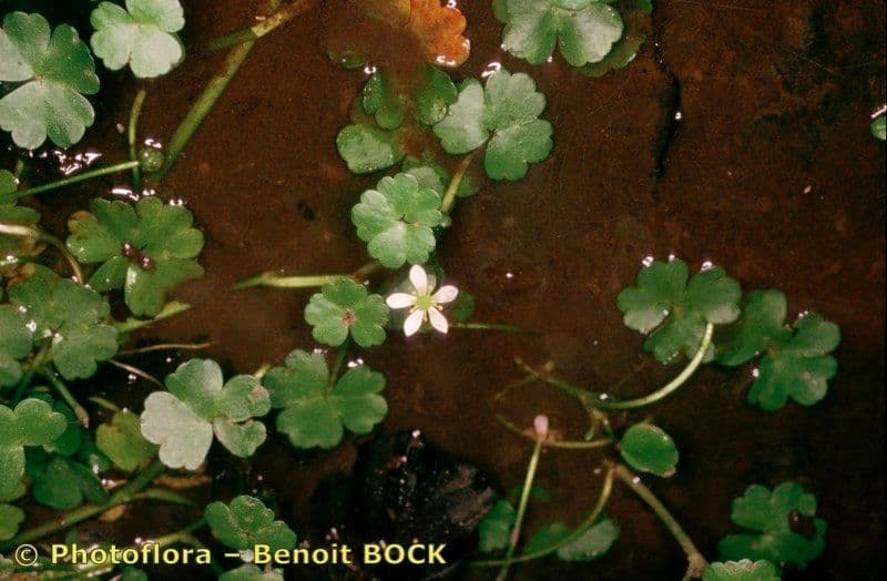 Ranunculus omiophyllus 20