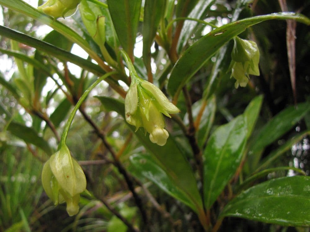 Coronanthera