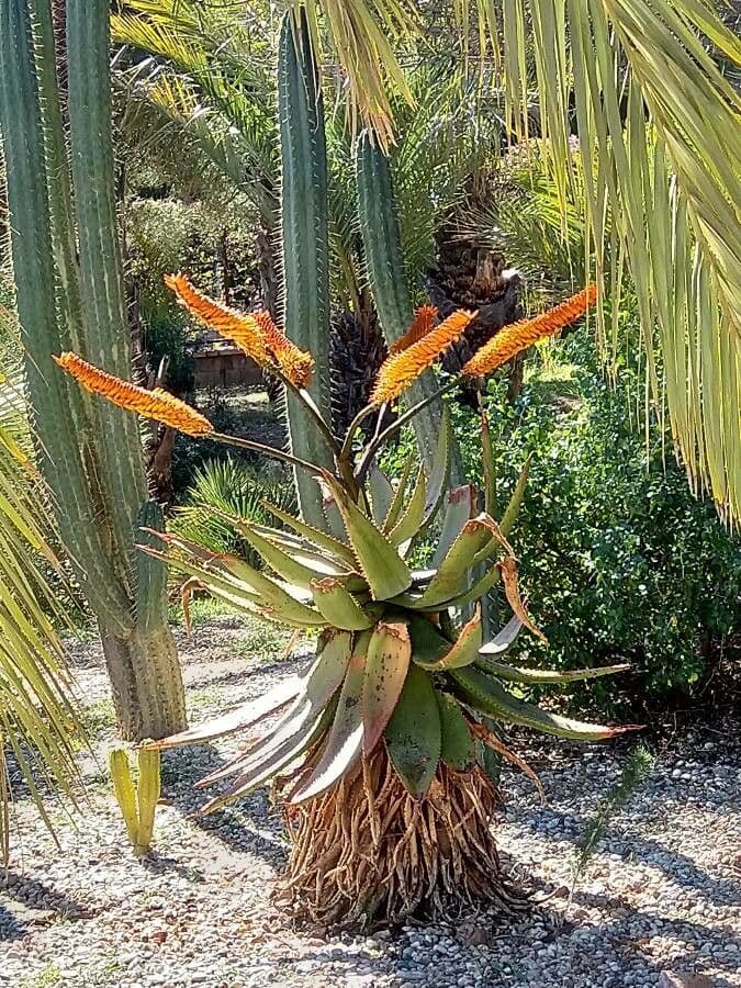 Transvaal-Aloe 3