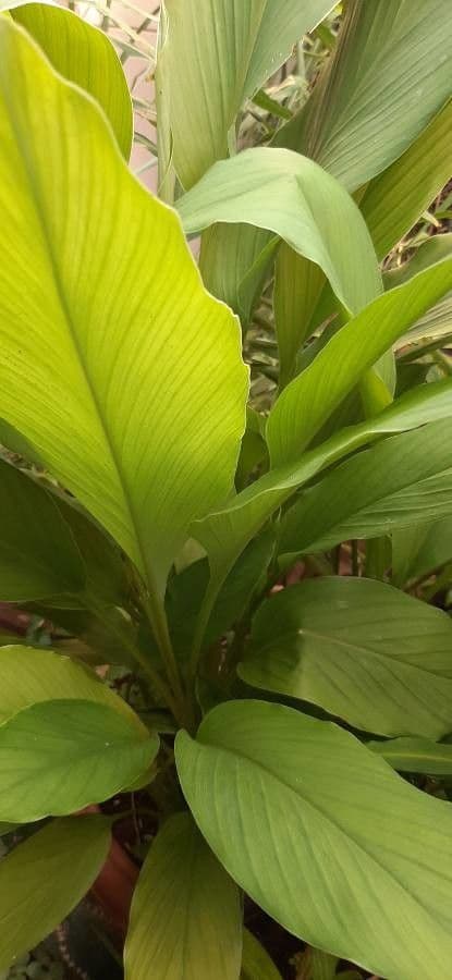 Curcuma 17