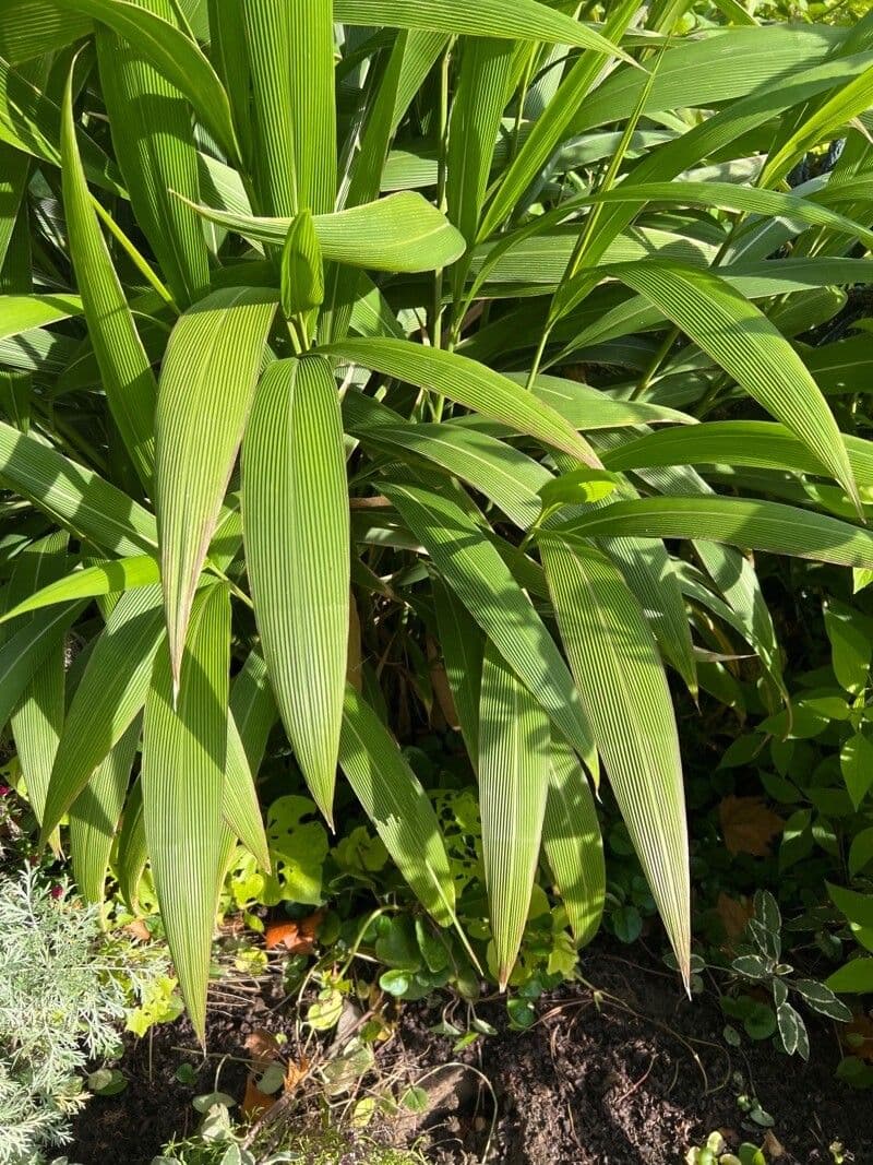 Setaria palmata 10