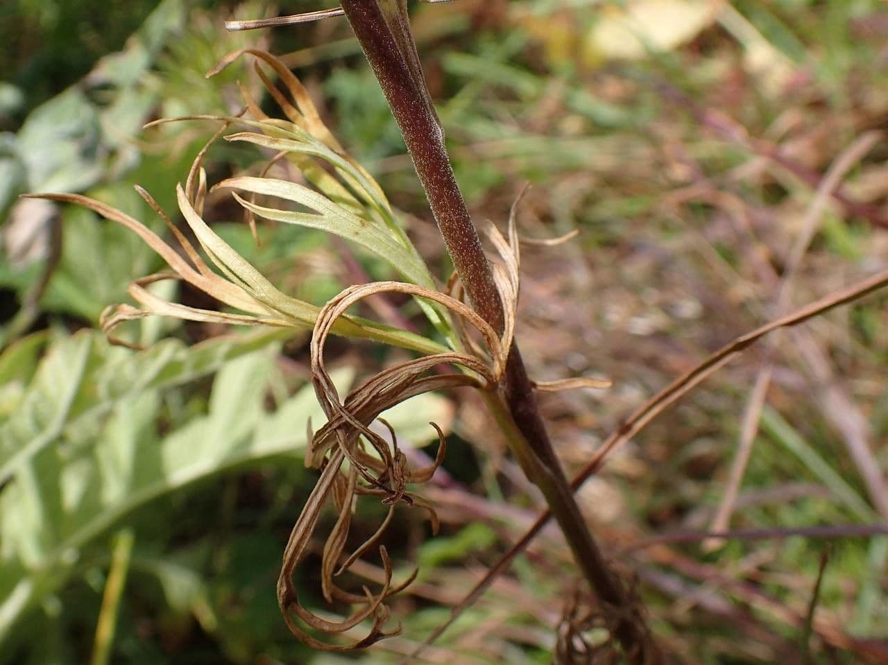 Aconito anthora 23