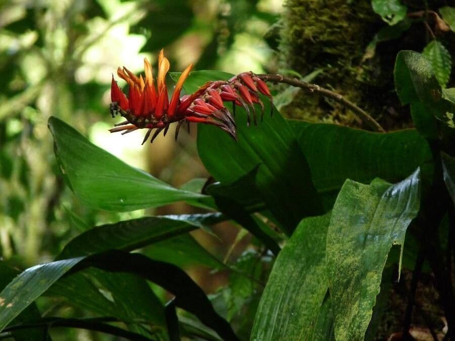 Pitcairnia 2
