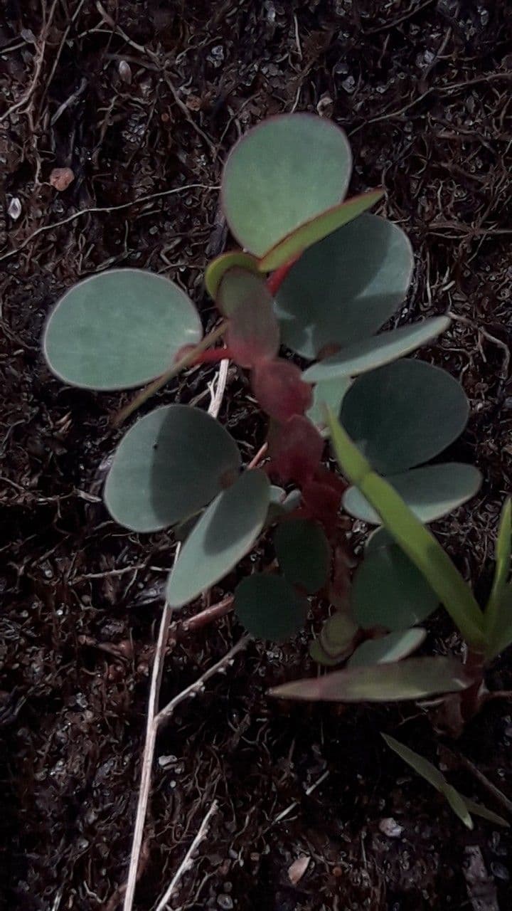 Cassia diphylla 20