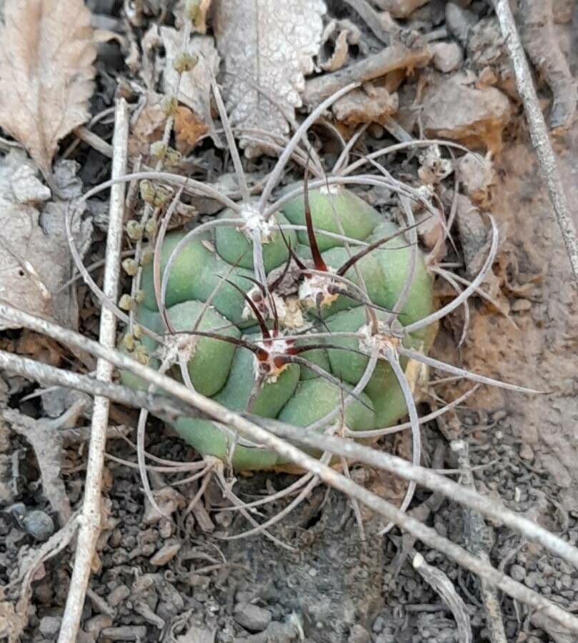 Gymnocalycium 6