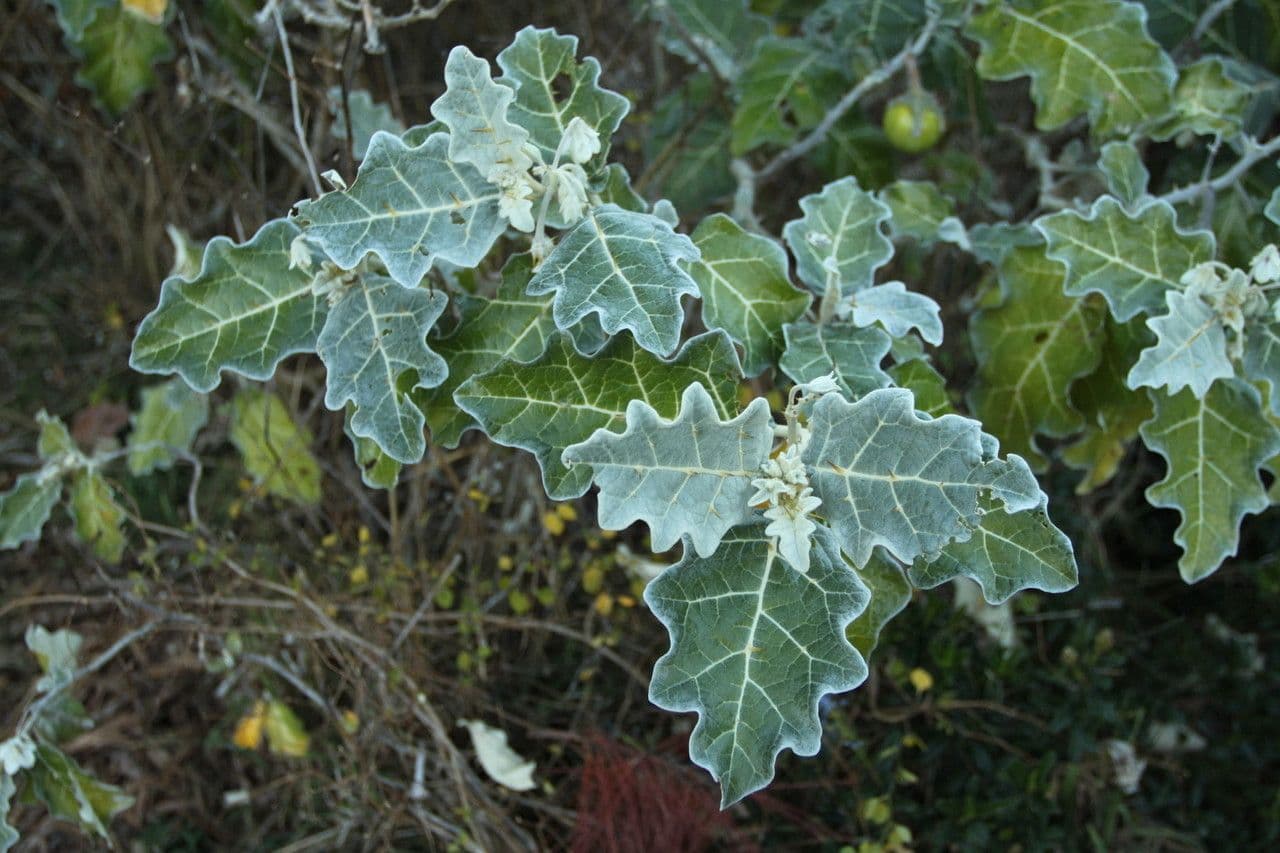 Solanum marginatum 10