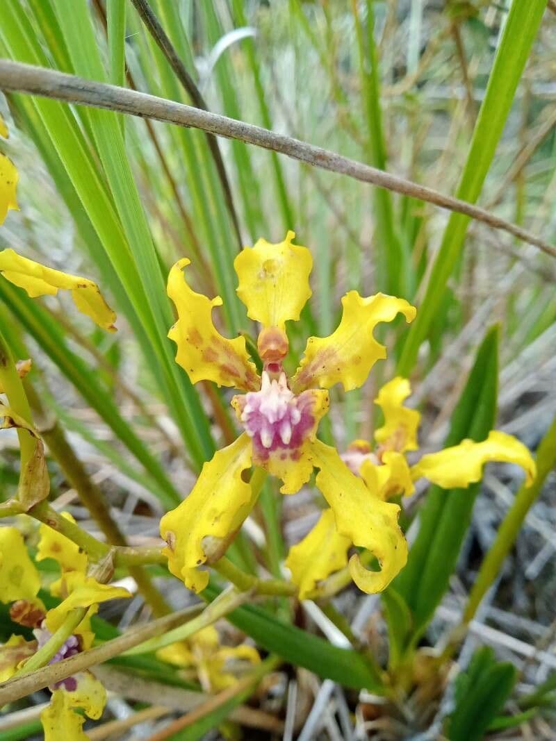 Cyrtochilum 2