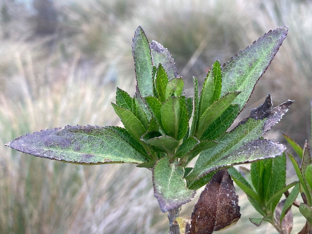 Plum-leaved Baccharis 12