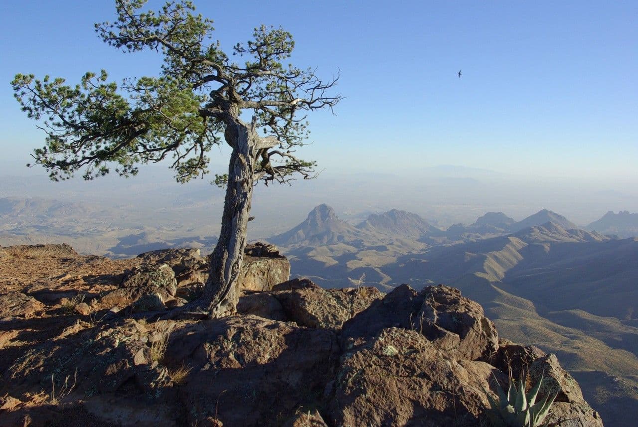 Pinyon pine 8
