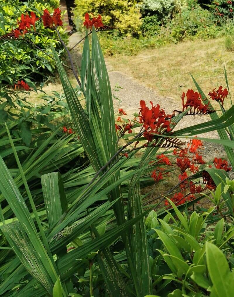 Crocosmia dorata 23
