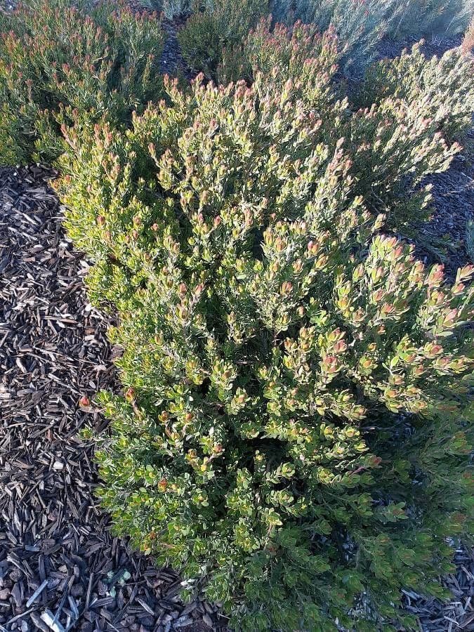 Leucadendron