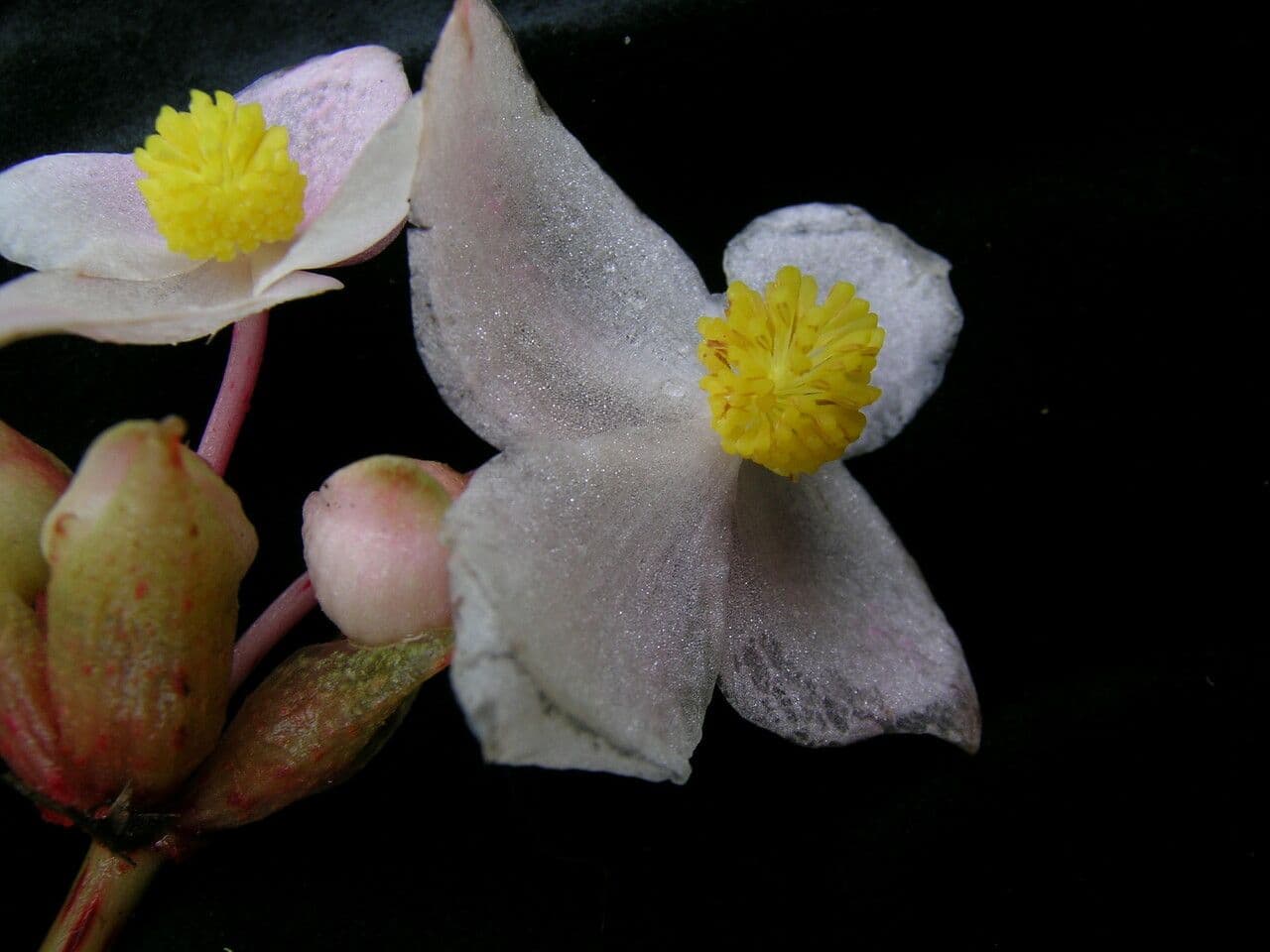 Begonia 11