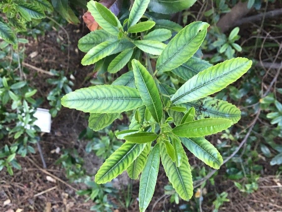 Noltea africká