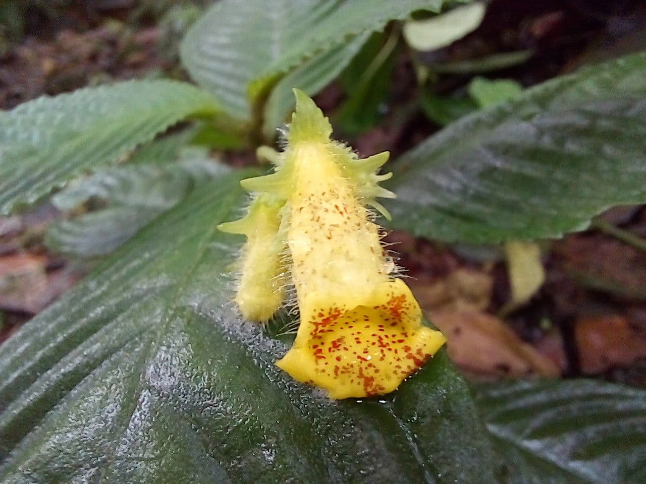 Gasteranthus 3
