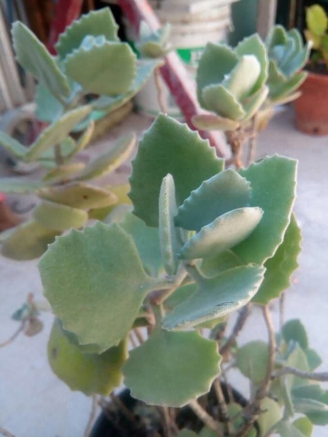 Kalanchoa 5