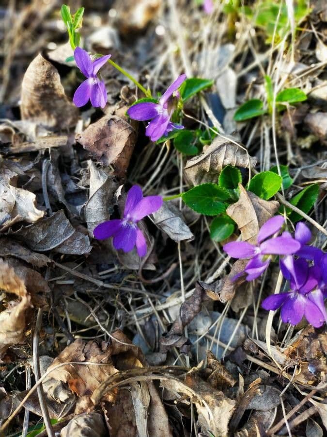 Viola pelosa 4