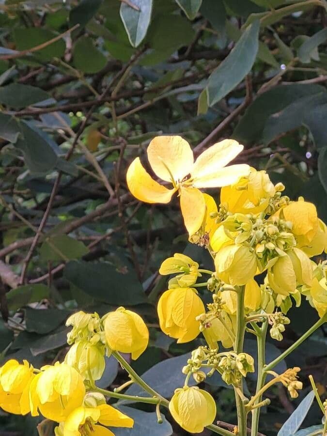 Senna