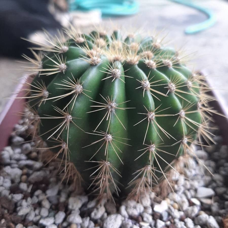 Coleocephalocereus 7
