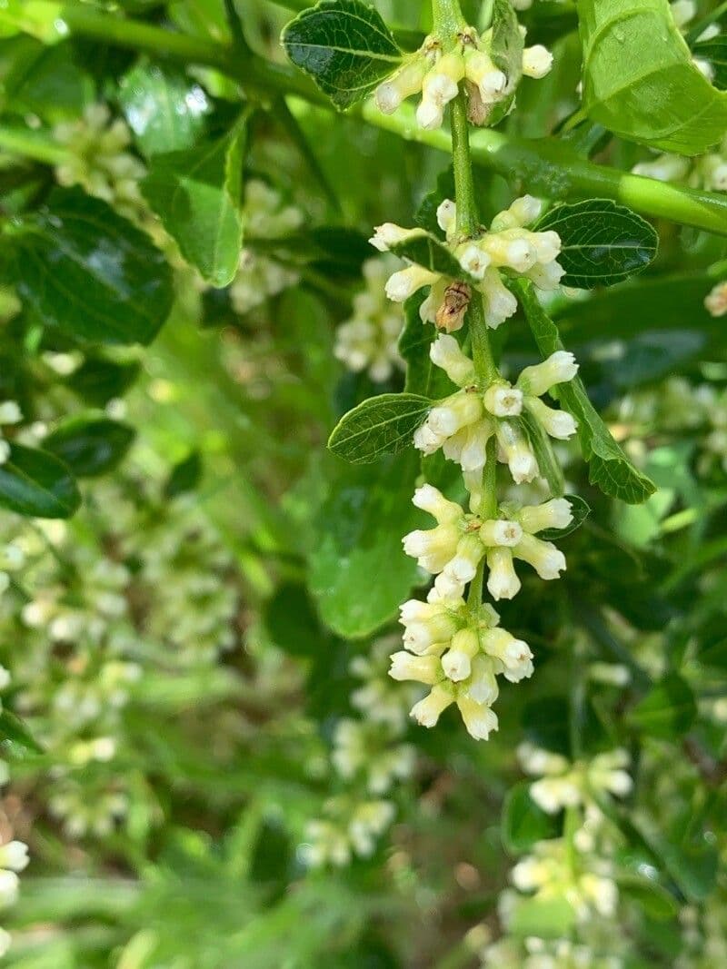 Retanilla trinervia 3
